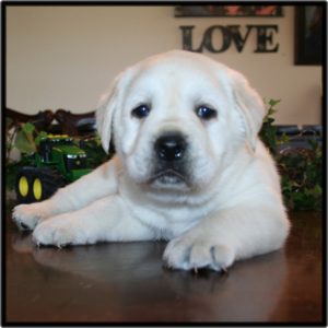 KanoshLabs – English Labrador Puppies